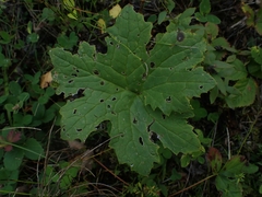 Petasites frigidus