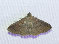 Antiblemma perva