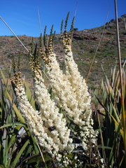 Erica leucanthera