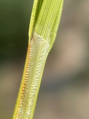 Carex microptera