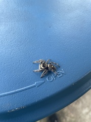 Phidippus regius