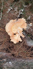 Laetiporus sulphureus