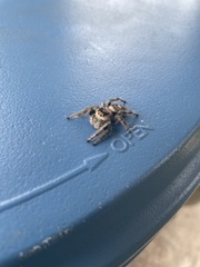 Phidippus regius