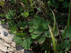 Aquilegia canadensis
