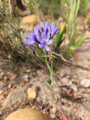 Codonorhiza elandsmontana