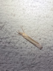 Crambus
