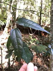 Aristolochia laheyana