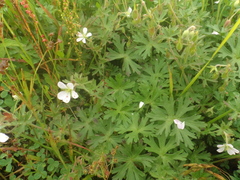 Geranium brasiliense