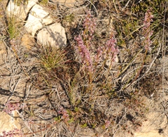 Struthiola macowanii