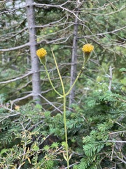 Arnica parryi