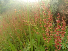Rumex acetosella