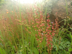 Rumex acetosella
