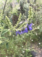 Salvia polystachia
