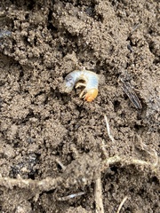 Scarabaeidae