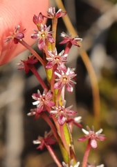 Struthiola macowanii