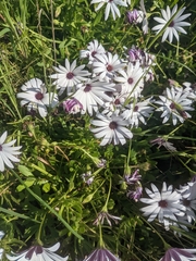 Dimorphotheca fruticosa