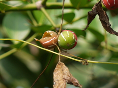 Diplocyclos palmatus