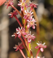 Struthiola macowanii