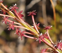 Struthiola macowanii