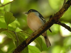 Fringilla coelebs canariensis