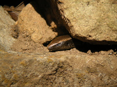 Chalcides viridanus