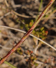 Struthiola macowanii