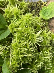 Sphagnum squarrosum
