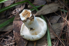 Russulaceae