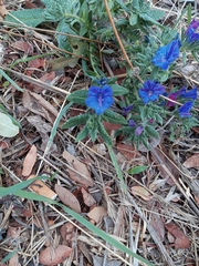 Echium vulgare pustulatum