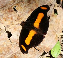 Catonephele chromis chromis
