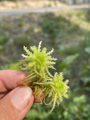 Sphagnum squarrosum