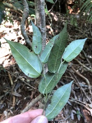 Aristolochia laheyana