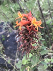 Dichromanthus cinnabarinus