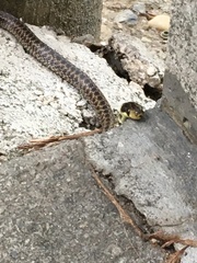 Zamenis longissimus