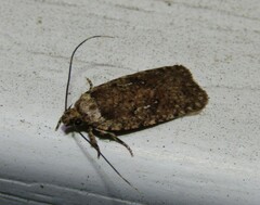 Agonopterix