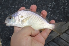 Leiostomus xanthurus