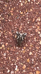 Syngrapha rectangula