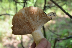 Russulales
