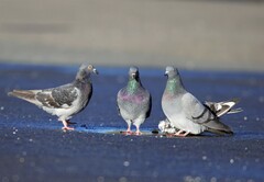 Columba livia domestica