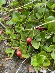 Gaultheria