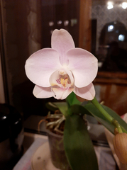 Phalaenopsis