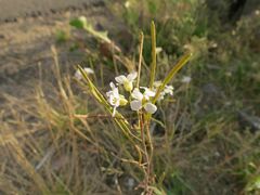 Arabidopsis arenosa