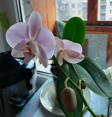 Phalaenopsis