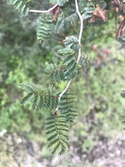 Mimosa aculeaticarpa