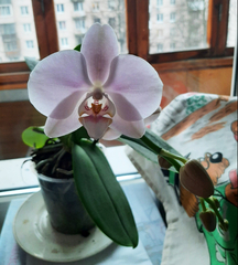 Phalaenopsis
