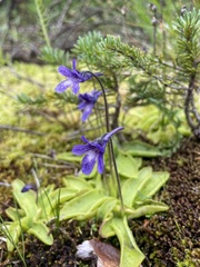 Pinguicula macroceras