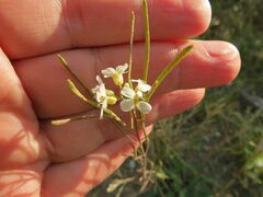 Arabidopsis arenosa