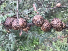 Mimosa aculeaticarpa