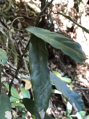 Carronia multisepalea