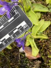 Pinguicula macroceras